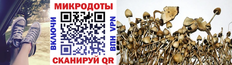 Галлюциногенные грибы Cubensis  купить  цена  Тара 